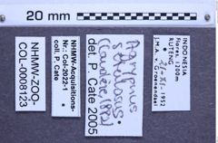Etiketten zu Agrypnus setulosus (NHMW-ZOO-COL-0008123)